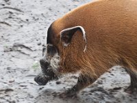 2012-07-13 Dierentuin Emmen : dierentuin Emmen